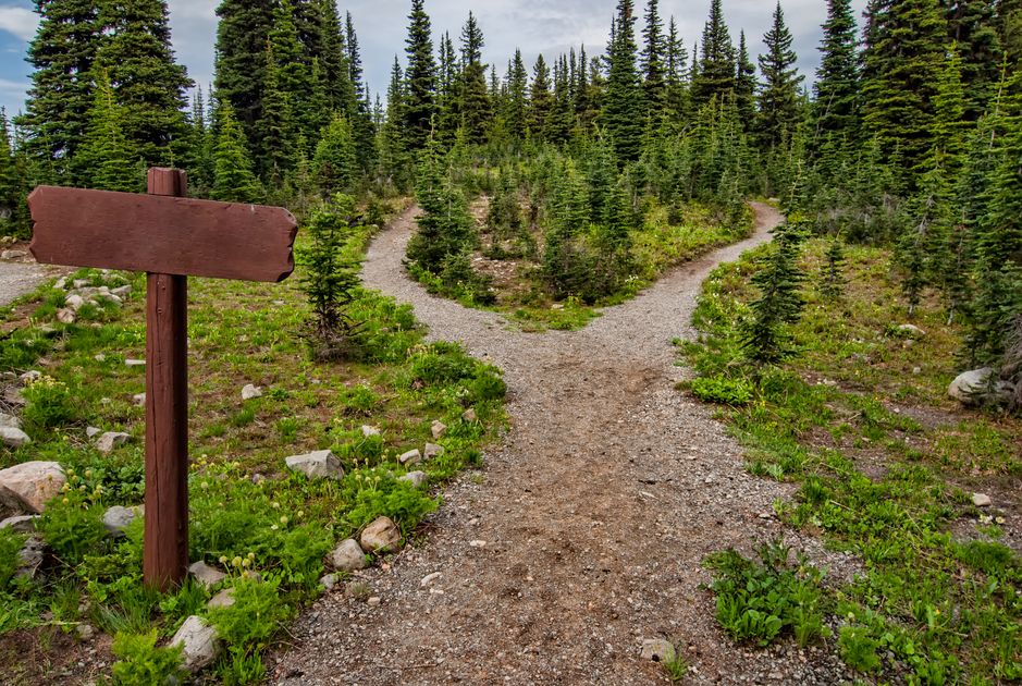 A forked trail through lush greenery and conifer trees