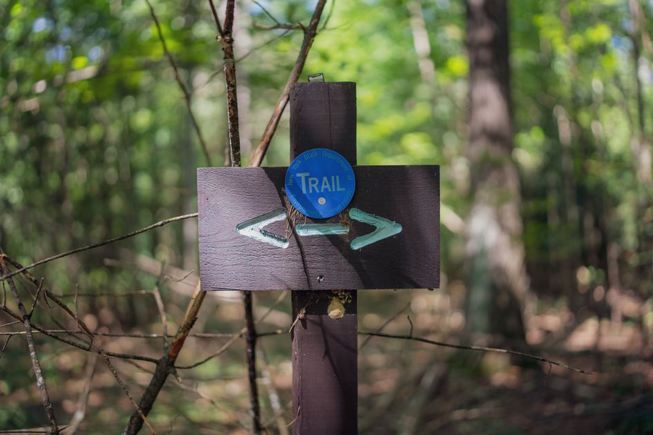 A brown wooden trail sign with arrows in a sunlit forest