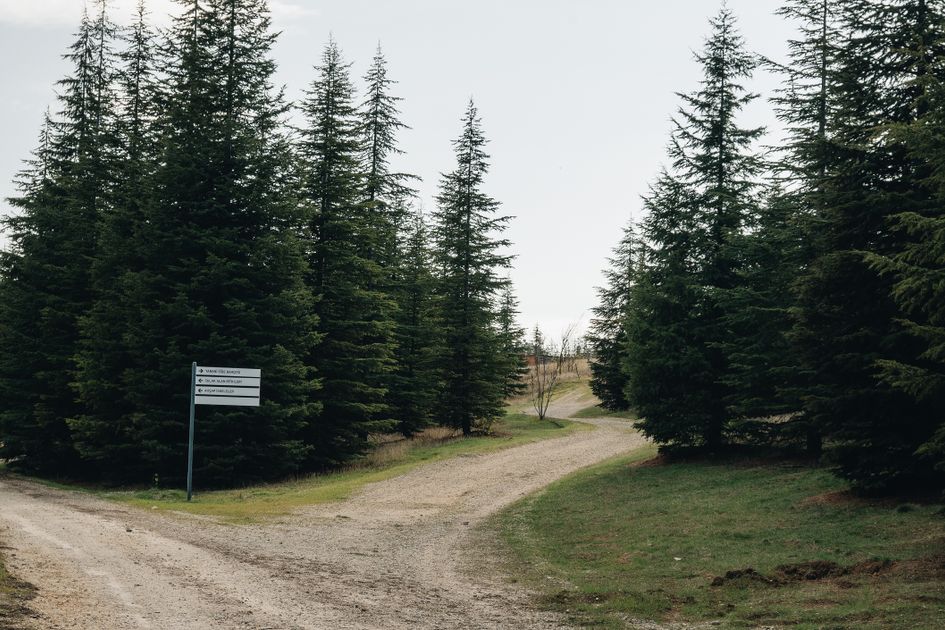 A tranquil forest path with a direction signpost